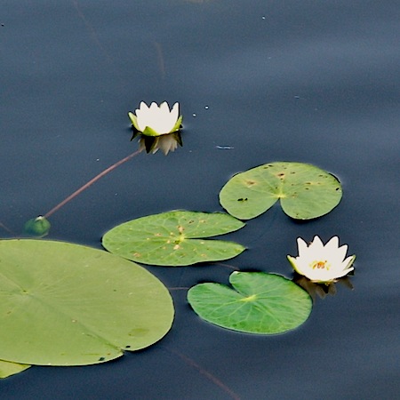 nymphaea tetragona