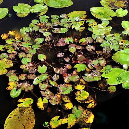 Nymphaea tetragona