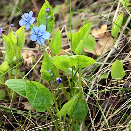 Omphalodes verna