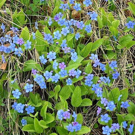 Omphalodes verna