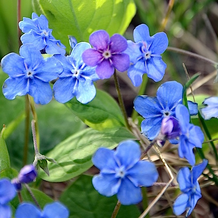 Omphalodes verna