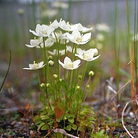 parnassia palustris