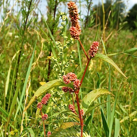 persicaria lapathifolia