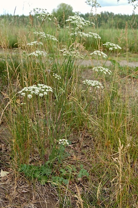 pimpinella saxifraga