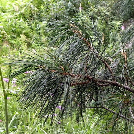 pinus cembra
