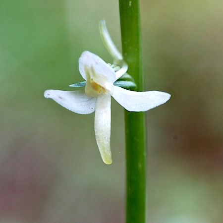 platanthera bifolia