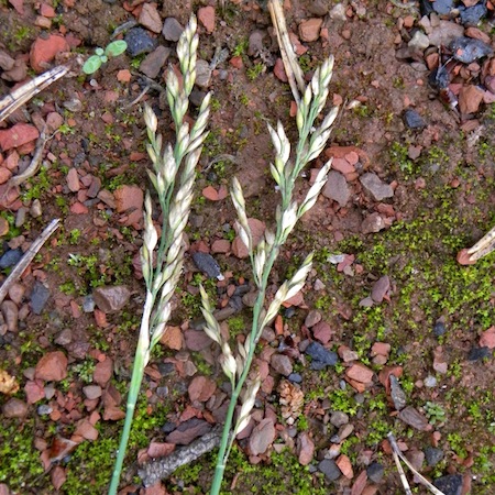poa compressa