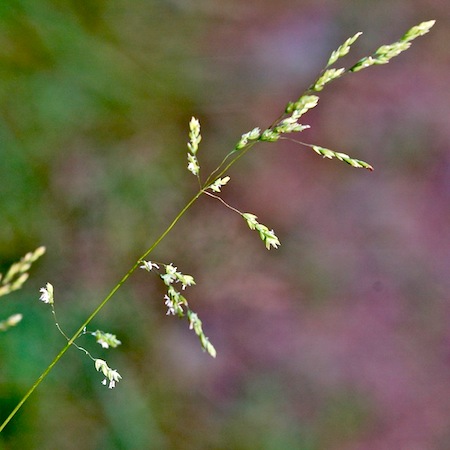 poa trivialis