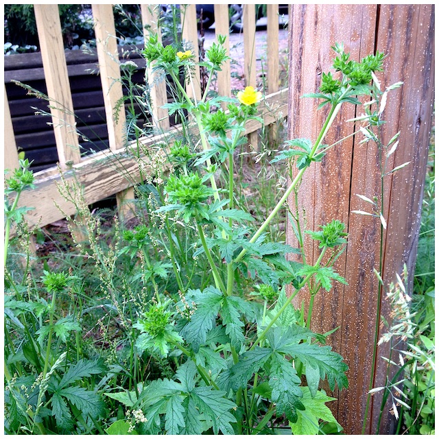 Potentilla intermedia