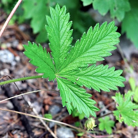 Potentilla intermedia