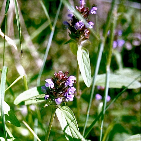 prunella vulgaris