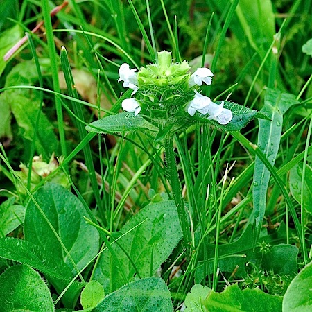 Prunella vulgaris f. alba