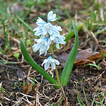 puschkinia scilloides