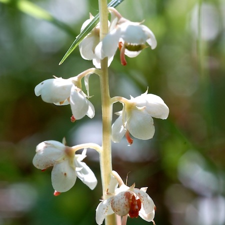pyrola rotundifolia