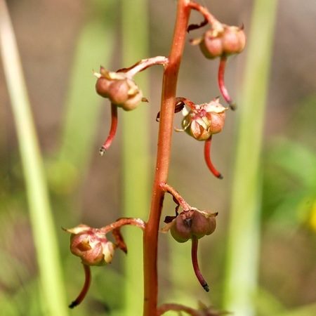pyrola rotundifolia