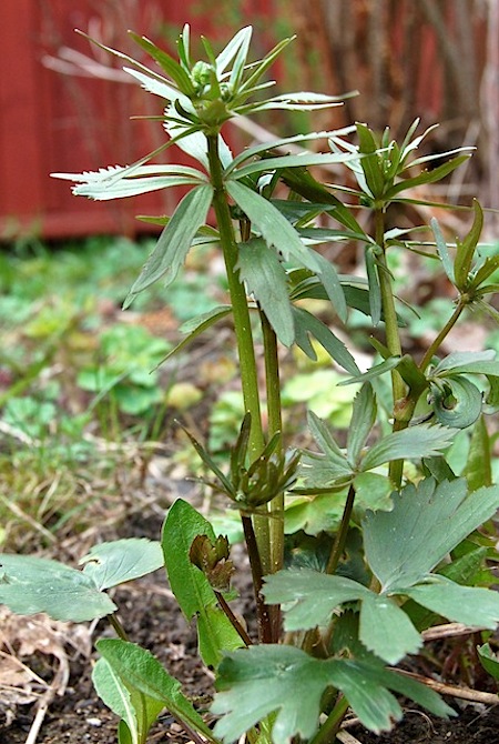 anunculus fallax coll.