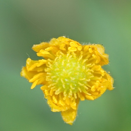 anunculus fallax coll.