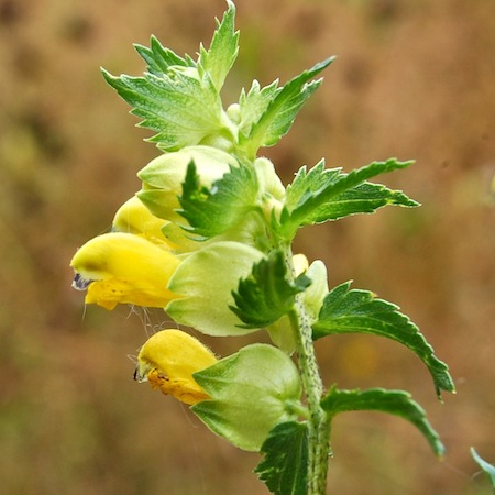 rhinanthus angustifolius