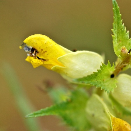 rhinanthus angustifolius