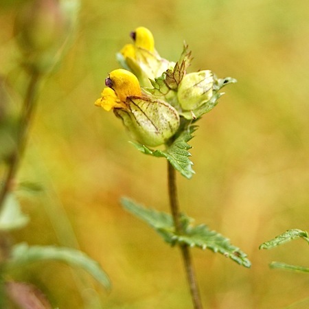 rhinanthus minor