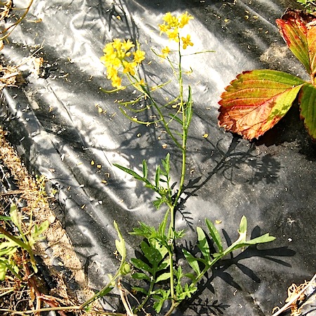 rorippa sylvestris