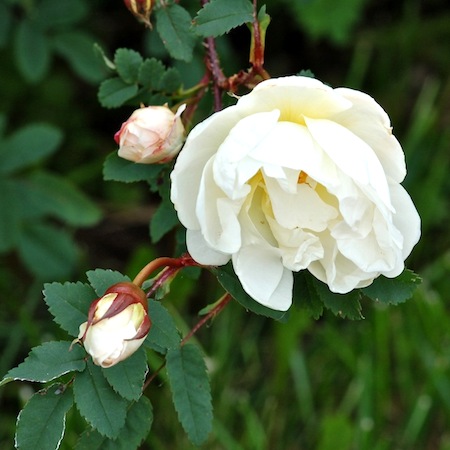 rosa spinosissima