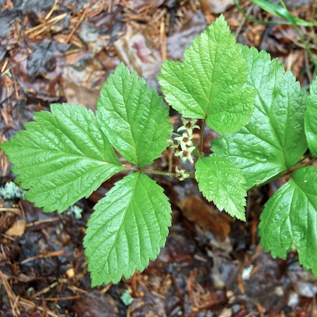 rubus saxatilis