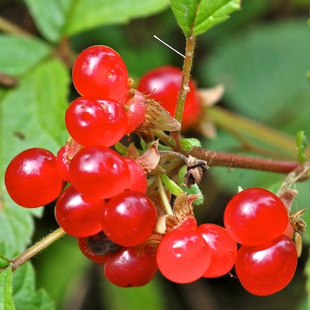 rubus saxatilis