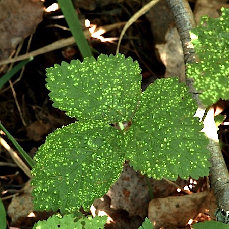 rubus saxatilis