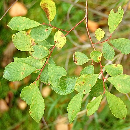 salix aurita
