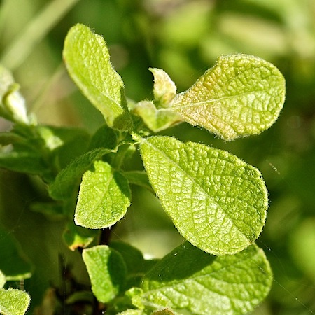salix aurita