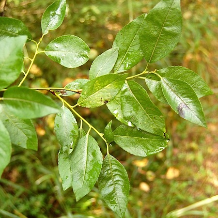 salix myrsinifolia