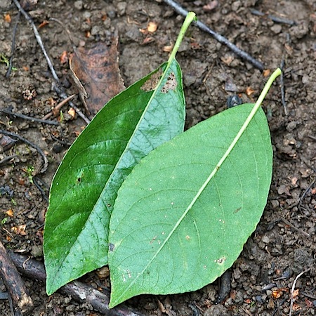 salix myrsinifolia
