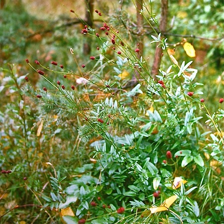 sanguisorba officinalis