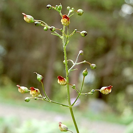 scrophularia nodosa