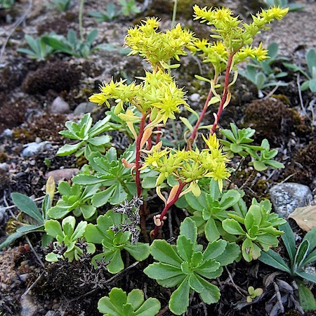 sedum hybridum