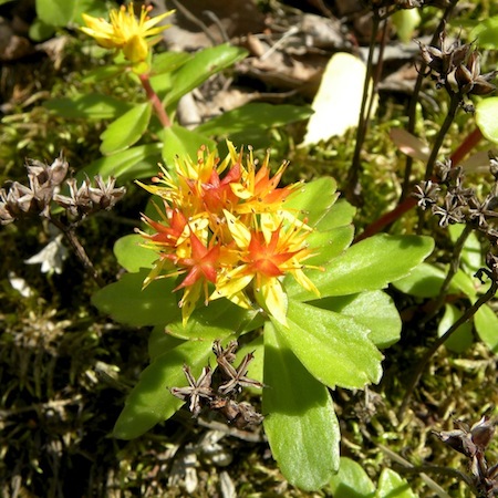 Sedum kamtschaticus