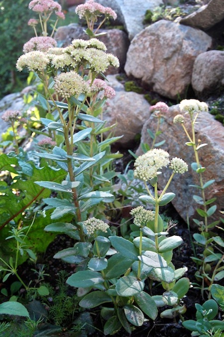 sedum telephium