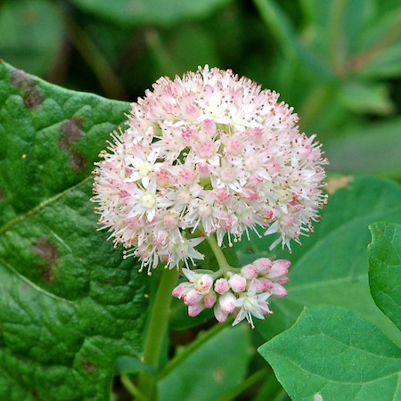 sedum telephium