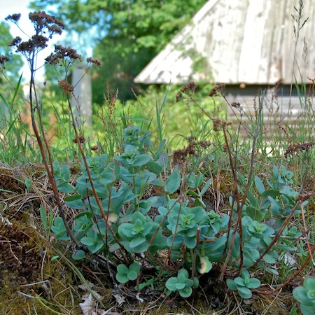 sedum telephium