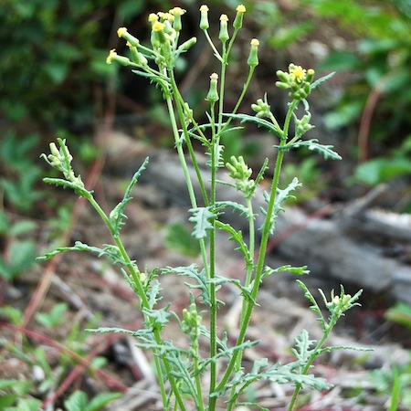 senecio sylvaticus