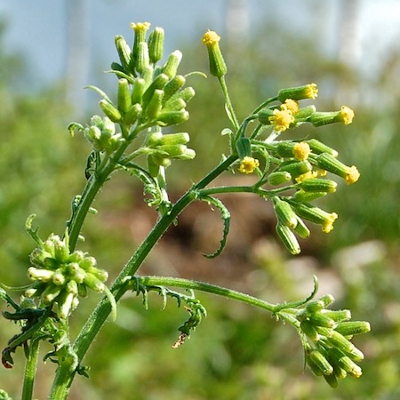 senecio sylvaticus