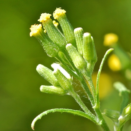 senecio sylvaticus