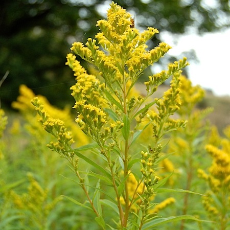 solidago altissima