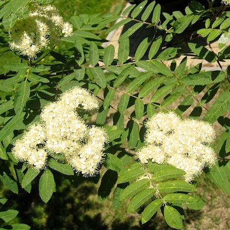 sorbus aucuparia