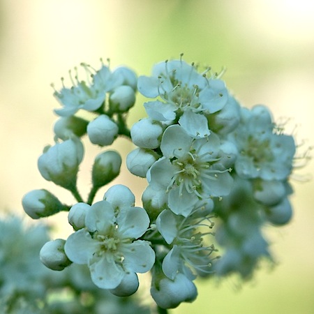 sorbus aucuparia