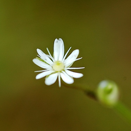 stellaria longifolia