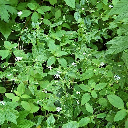 stellaria nemorum