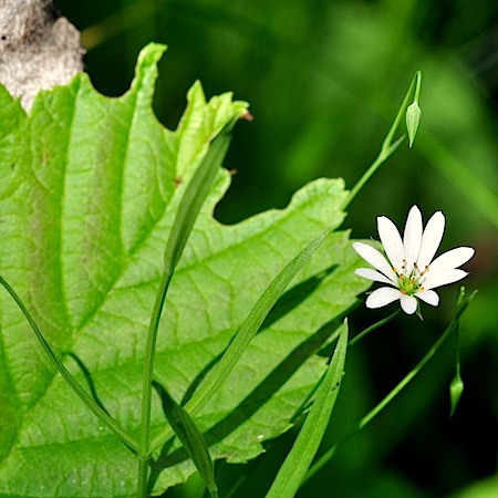 stellaria palustris