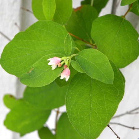 symphoricarpos albus